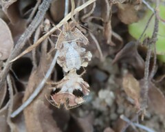Pephricus