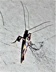 Caloptilia xanthopharella