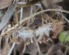 Pephricus