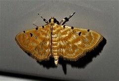 Notarcha aurolinealis