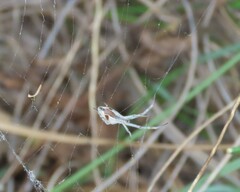 Uloborus