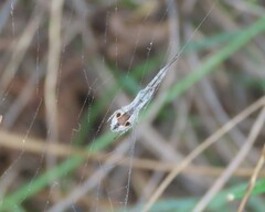 Uloborus