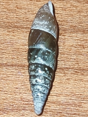 Clausiliidae