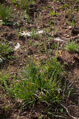 Knowltonia tenuifolia