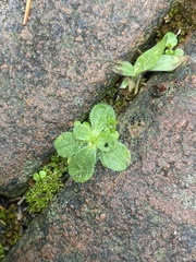 Plantago virginica