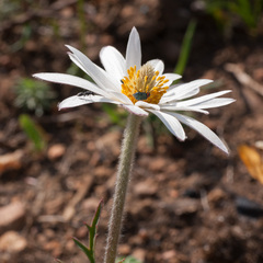 Knowltonia tenuifolia