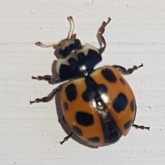 Ceratomegilla notata