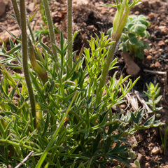 Knowltonia tenuifolia