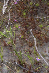 Utricularia petertaylorii