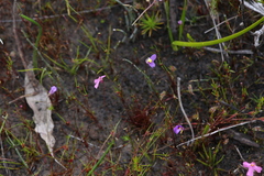 Utricularia petertaylorii