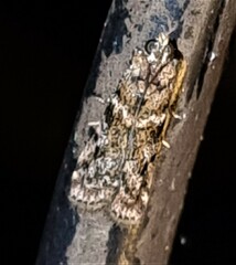 Ephestiopsis oenobarella