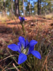Gentiana autumnalis