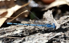 Argia pima
