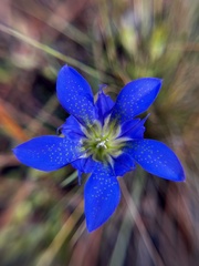 Gentiana autumnalis