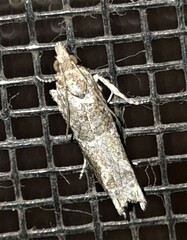 Crocidosema plebejana