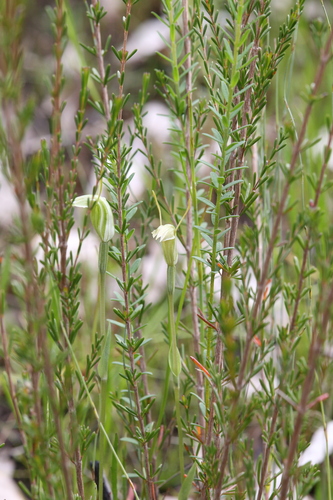 tall snail orchid (Pterostylis pyramidalis)