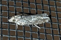 Crocidosema plebejana