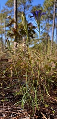 Gentiana autumnalis