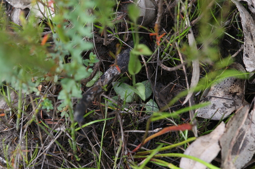 Image of Pterostylis pyramidalis by (c) Hugo Innes, some rights reserved (CC BY)
