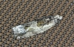 Crocidosema plebejana