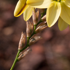 Ixia odorata
