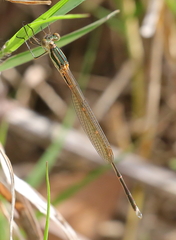 Austrolestes analis