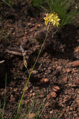 Ixia odorata