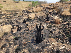 Xerophyta retinervis