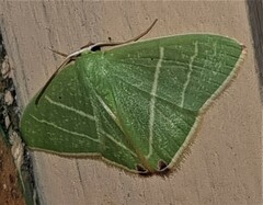 Urolitha bipunctifera