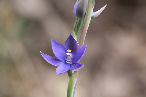 Image of Thelymitra macrophylla by (c) Hugo Innes, some rights reserved (CC BY)