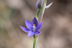 Thelymitra macrophylla