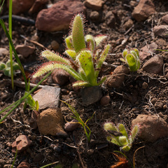 Drosera hilaris