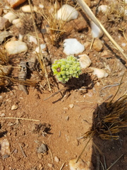 Raphionacme galpinii