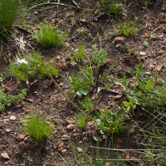 Knowltonia anemonoides