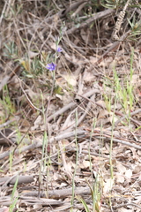Thelymitra macrophylla