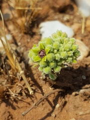 Raphionacme galpinii