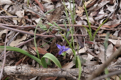 Thelymitra macrophylla