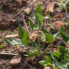 Knowltonia anemonoides