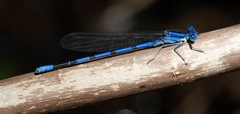 Argia tarascana
