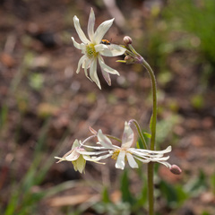 Knowltonia anemonoides