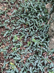 Trachelospermum jasminoides