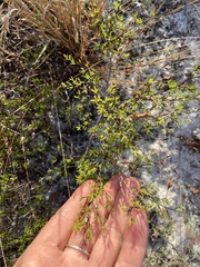 Polygonum dentoceras