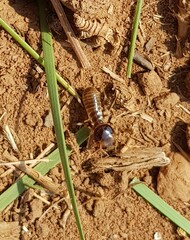Hodotermes mossambicus