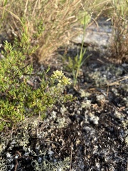 Polygonum dentoceras