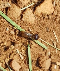 Hodotermes mossambicus