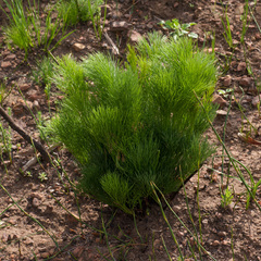 Nanobubon strictum