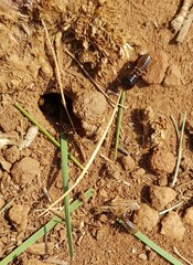 Hodotermes mossambicus