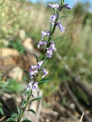 Anarrhinum bellidifolium