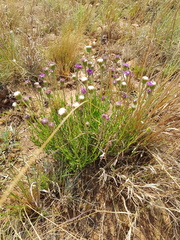 Pseudopegolettia tenella