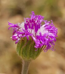Pseudopegolettia tenella
